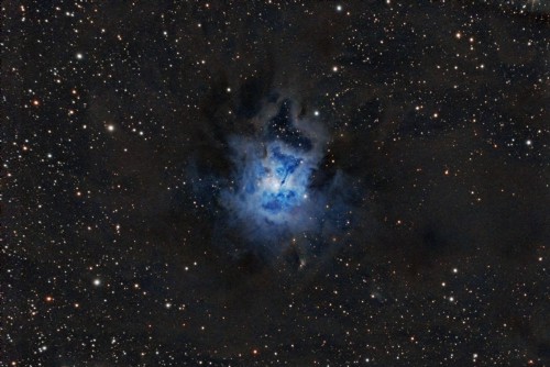 NGC7023 - Iris Nebula